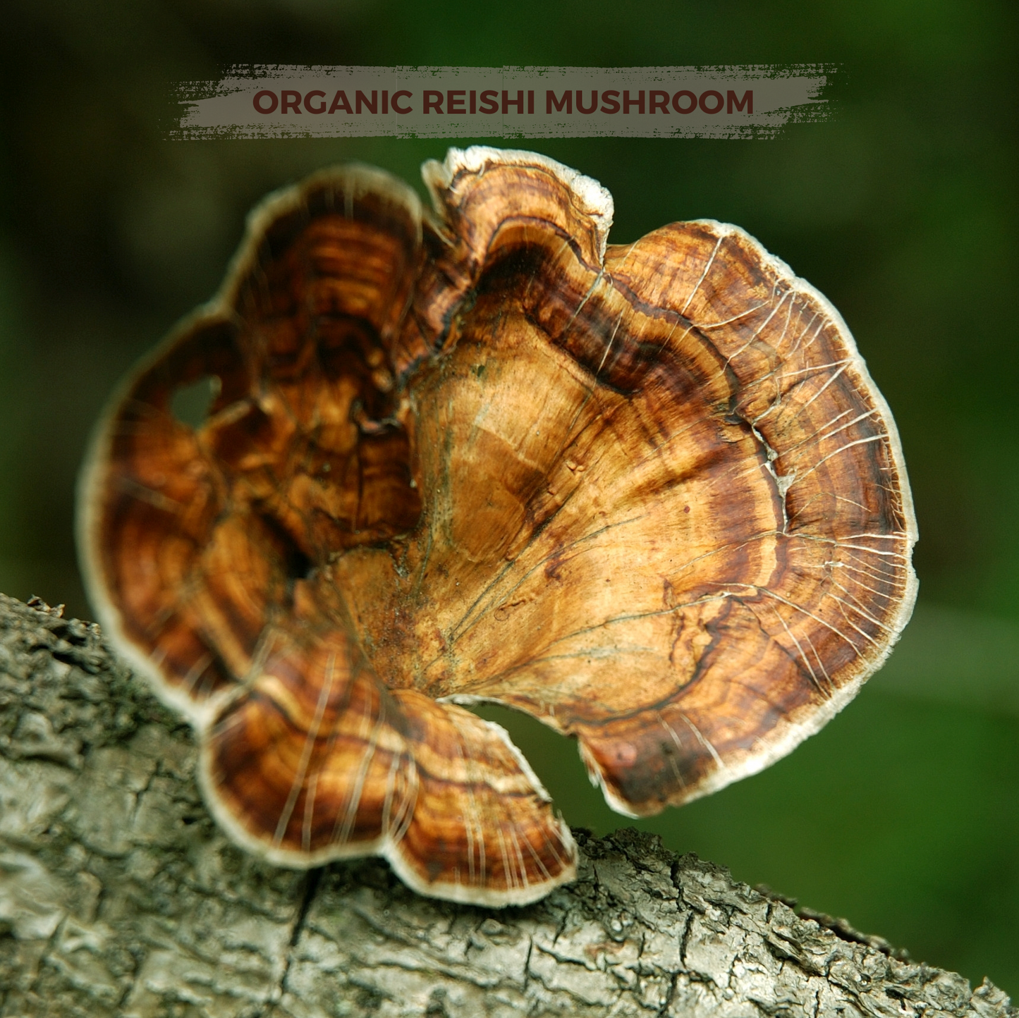 30 servings Go Relax – organic instant Cocoa with Chanterelle & Reishi