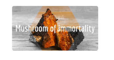 Chaga – “Mushroom of Immortality”