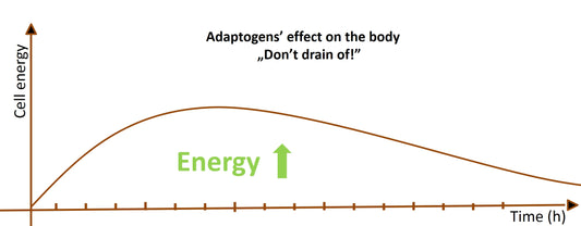 Stimulants (Coffee) and Adaptogens (Medicinal Mushrooms)