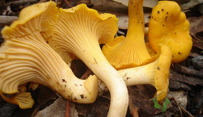 Chanterelle – the “Forest Gold”