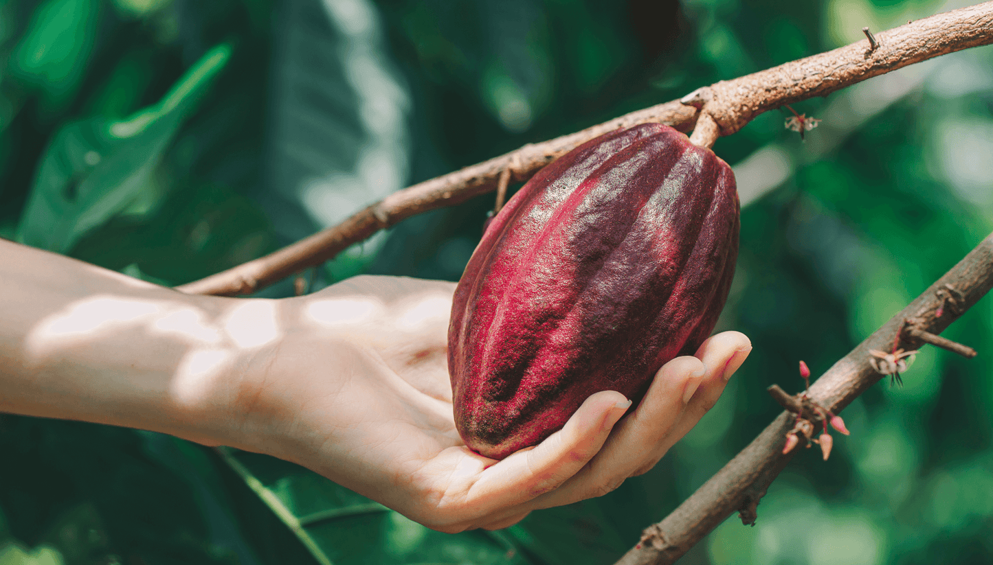 Go Relax - Cacao español orgánico con Rebozuelo y Reishi 