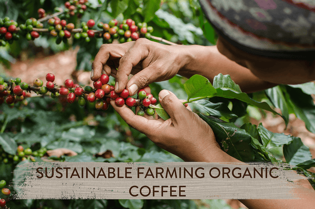 Go Tireless – organic instant coffee & Cordyceps and Chanterelle